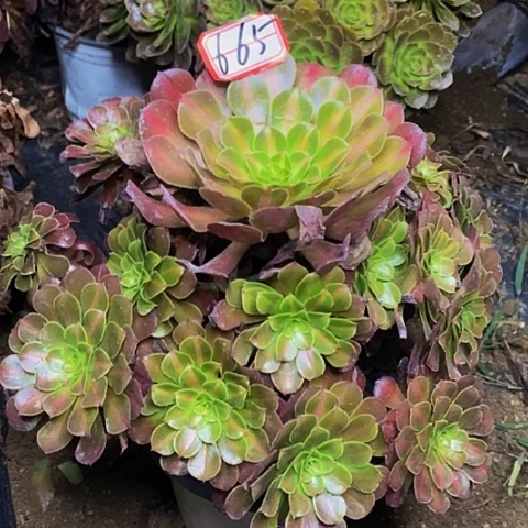 红中斑老桩捧花665号