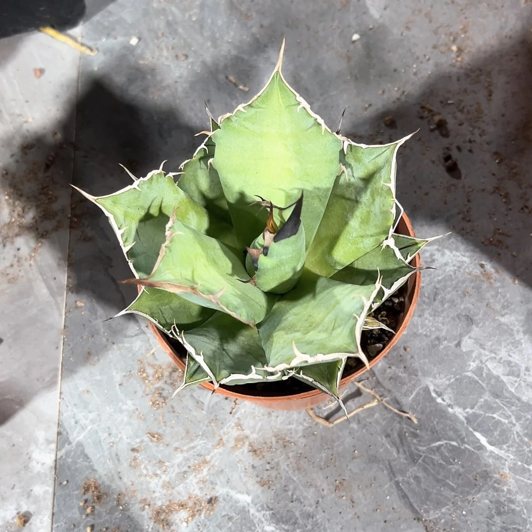 山**程龙舌兰猫爪随单10