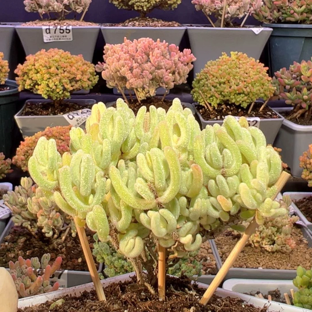 d772小老桩橙叶锦冠幅7cm