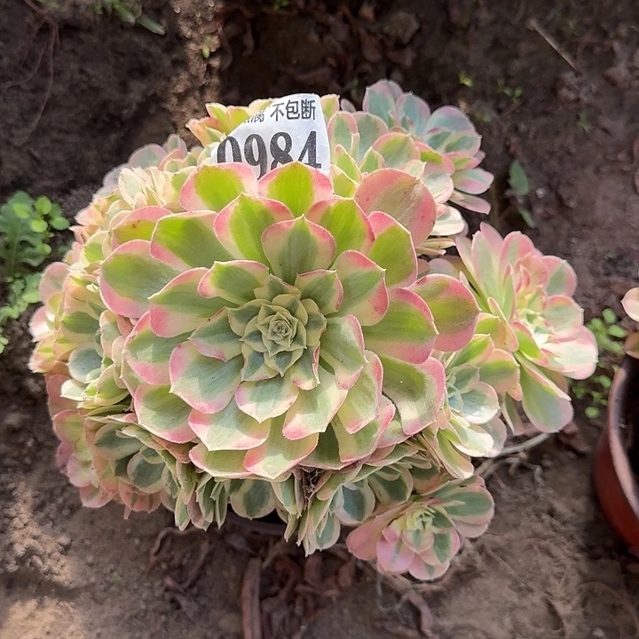 17-30法师玉滋0984