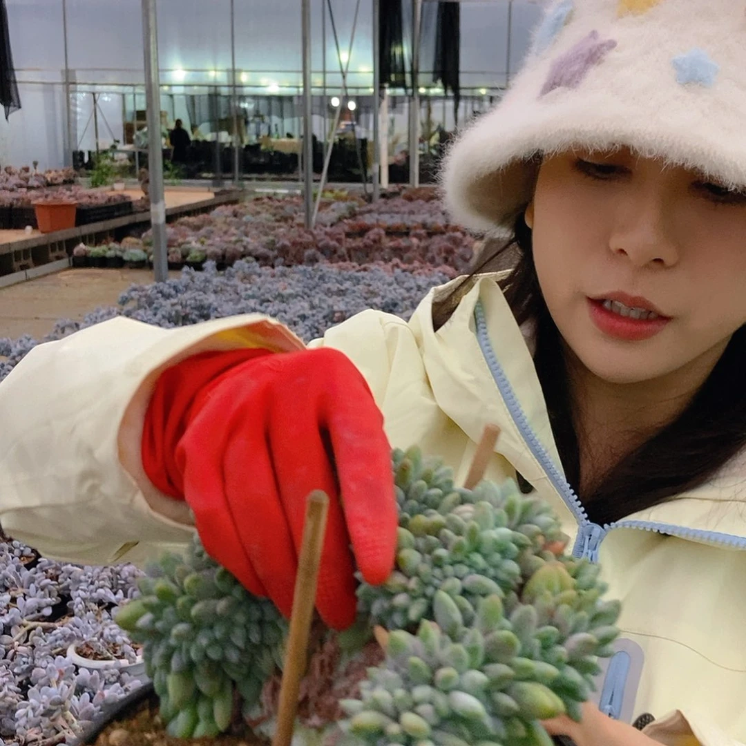 大叶奶糖缀大号挑最大的