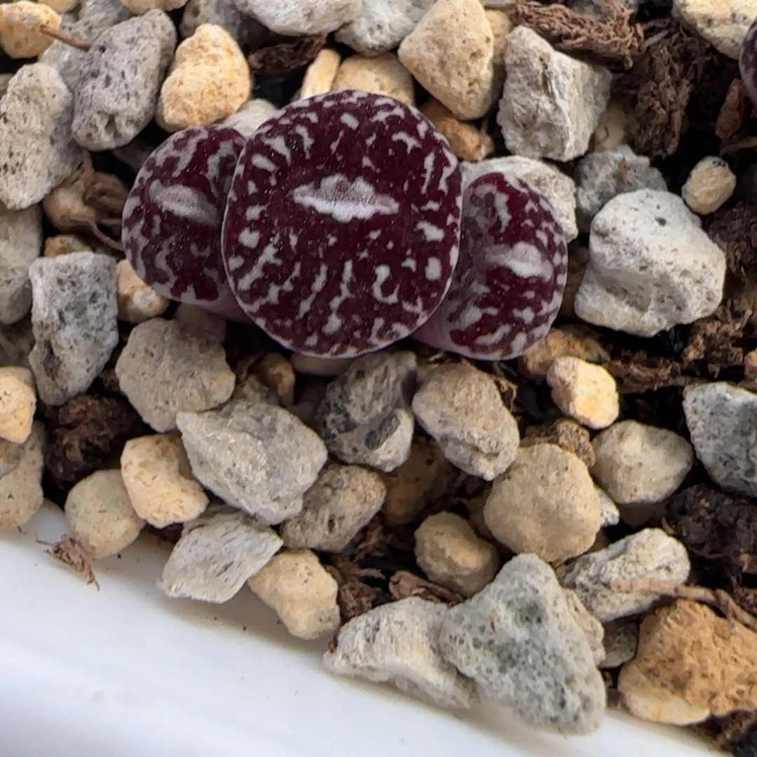 墨小锥多肉植物一颗