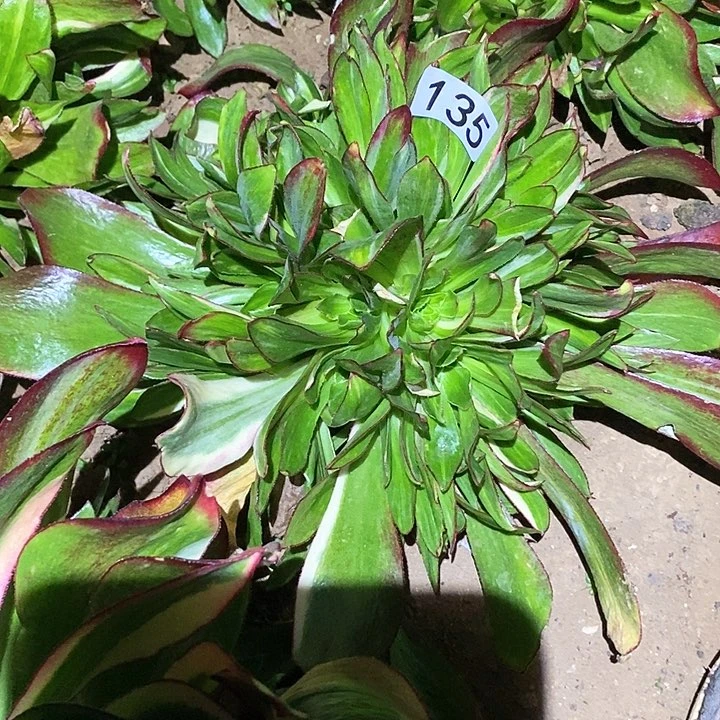 金****）多肉植物法师135魅影七彩