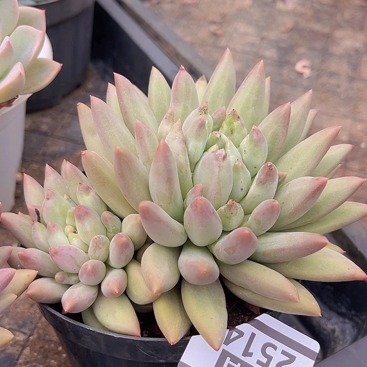 水晶球2514多肉植物