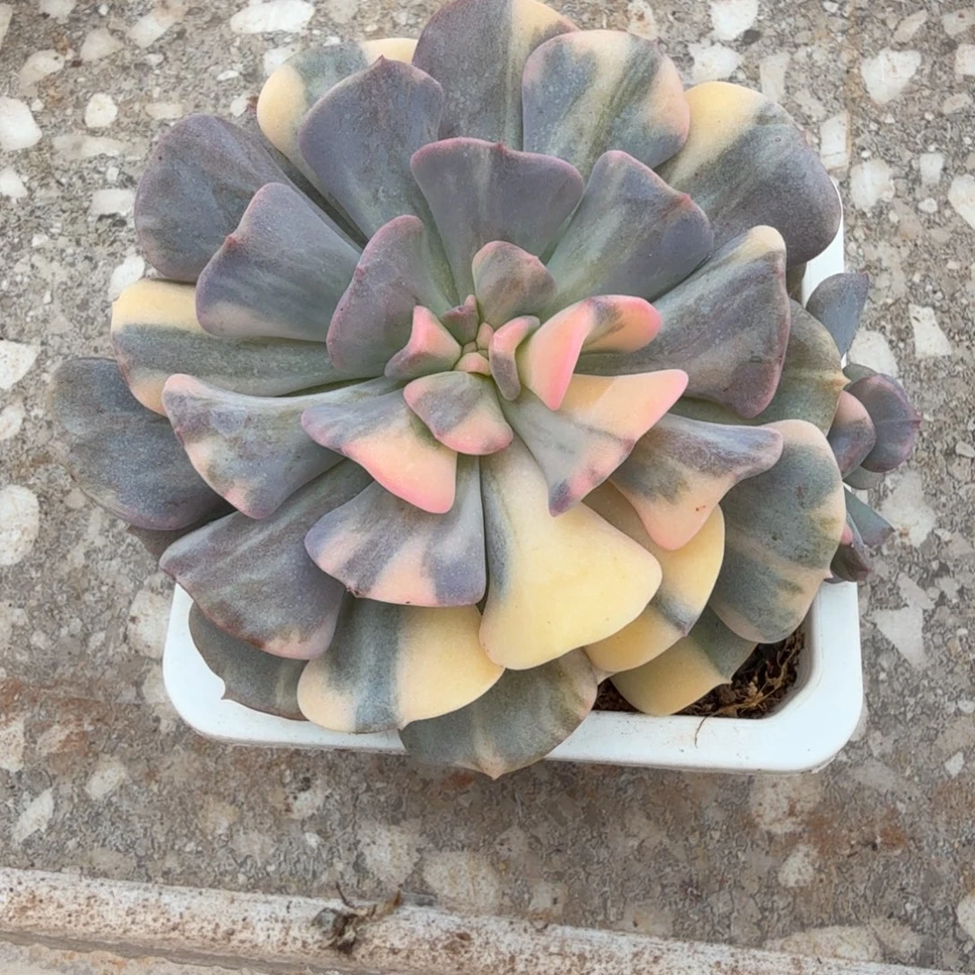 雪精灵锦锦上园艺一物一拍