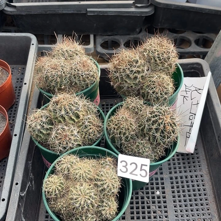 龙王群加仑盆 325。随机一盆