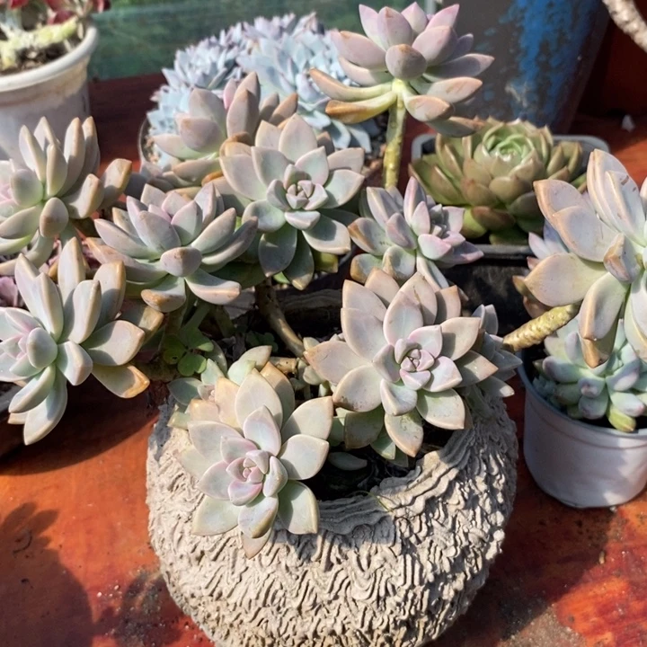 淡雪老桩整无砍多肉