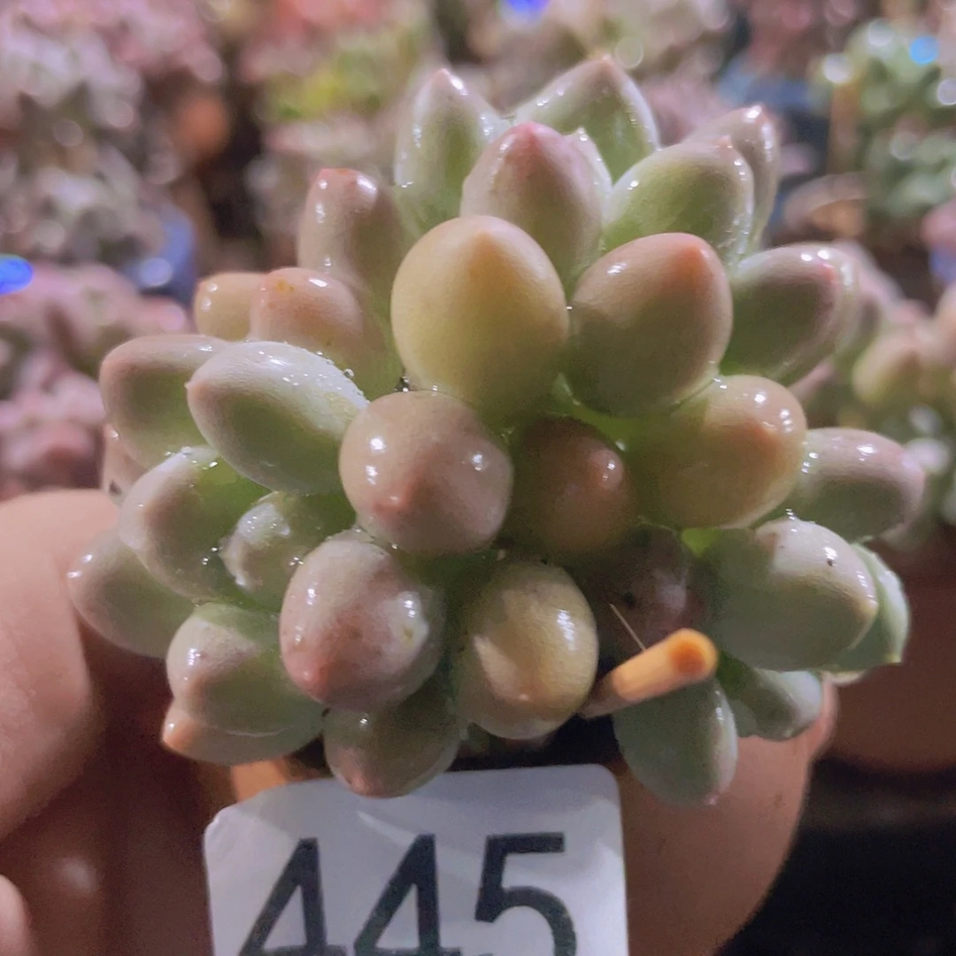 溜溜球的多肉植物