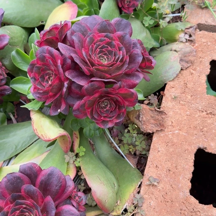 纳福嫁接捧花啊啊