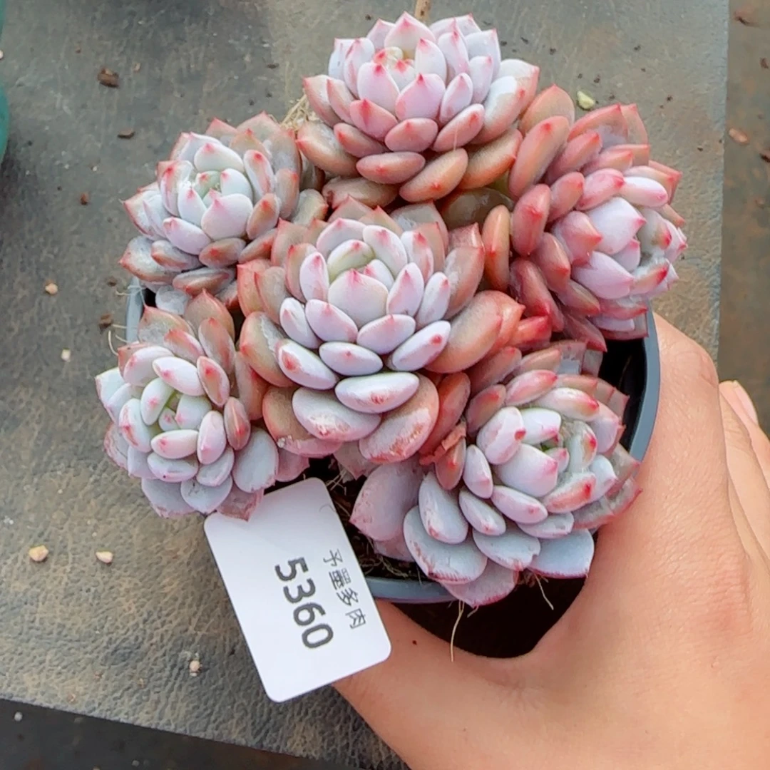 星星橙长杆，5360多肉植物