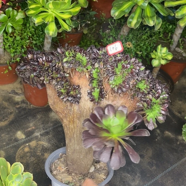 欧若拉缀化106多肉植物