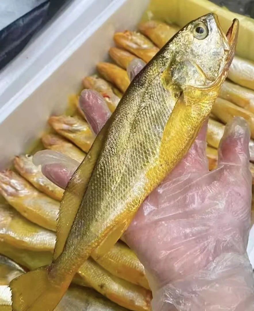 【野生大黄鱼】东海野生大黄鱼黄花鱼顺丰