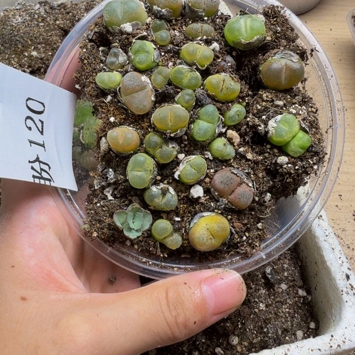 多肉植物的生长发育120