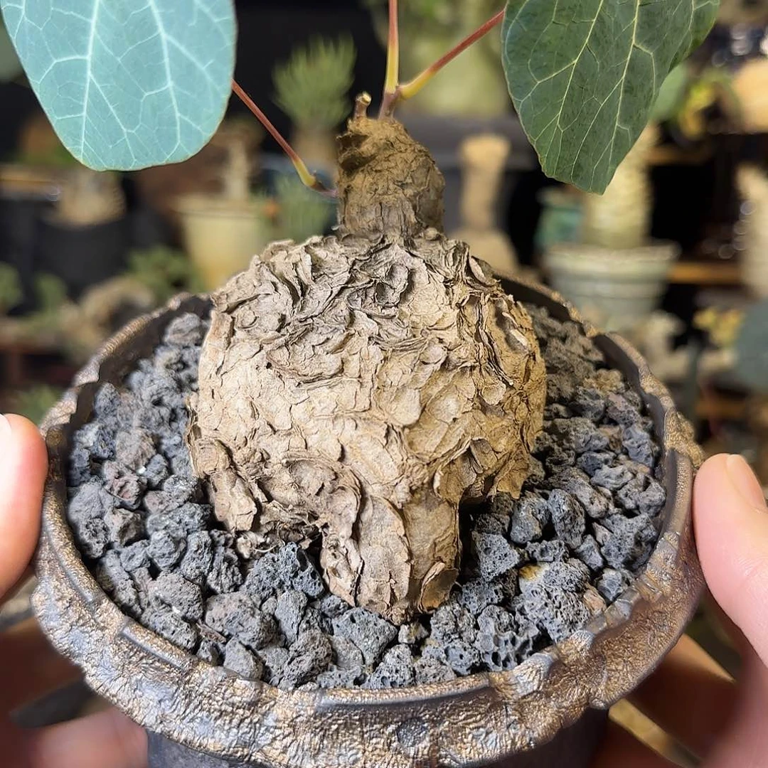 一物一拍老家一叶龟22