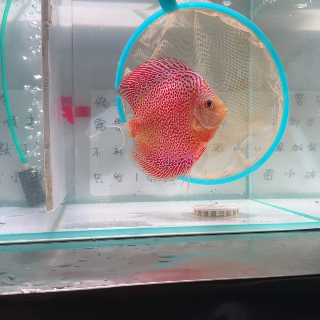 七彩神仙鱼七彩神仙8-11