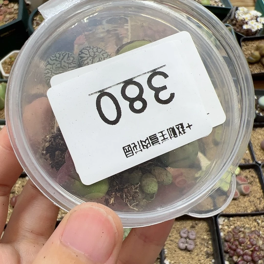 【闪购商品】380 清盒 好
