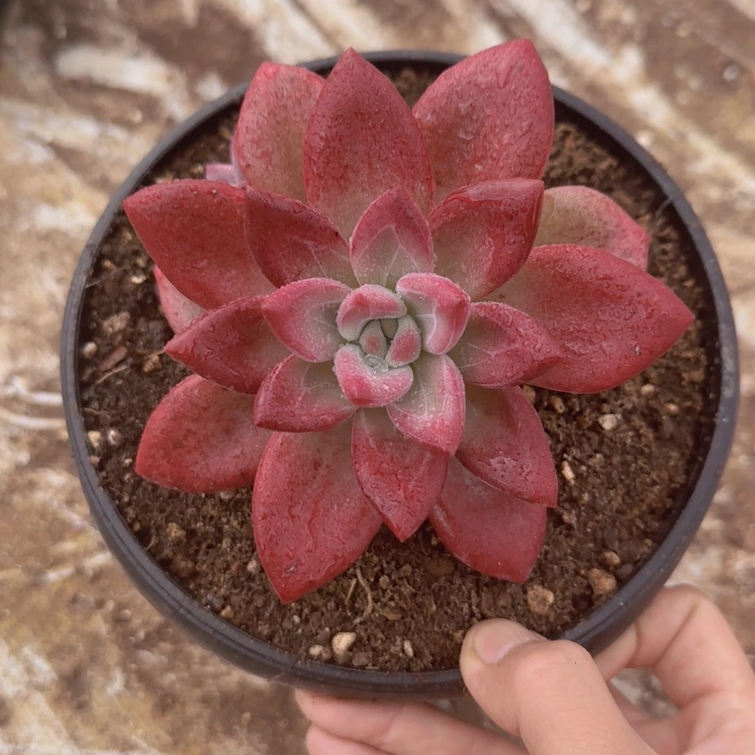 10-15赫菲斯托五头