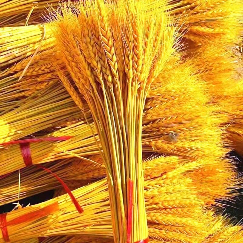 黄金麦穗天然干花开业乔迁大麦田园精品花束装饰摆件拍摄道具真花
