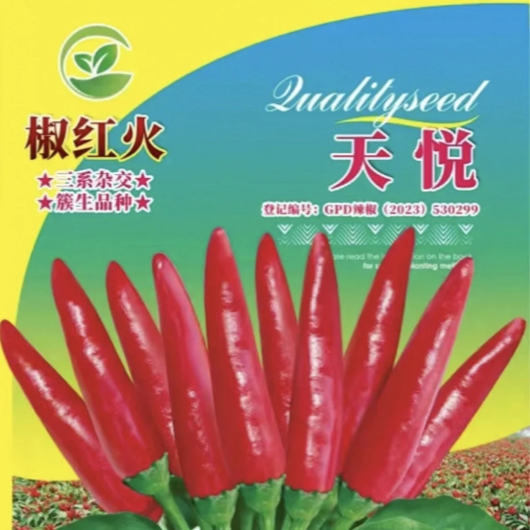 三系杂交椒红火，枝分枝、杈分杈，层层坐果，抗病抗白飞虱超高产！