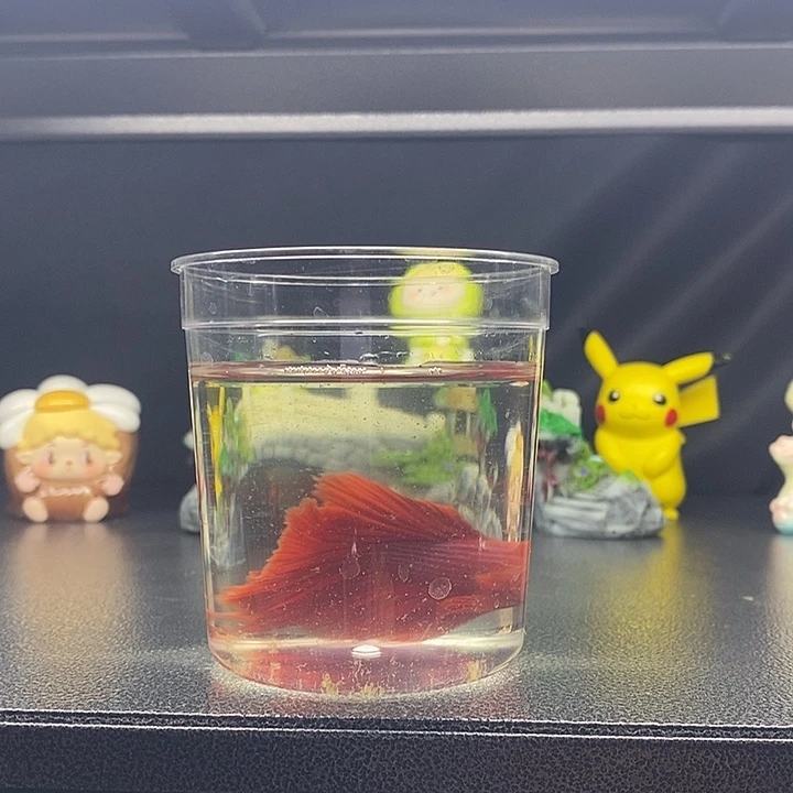 海水鱼半月大红袍