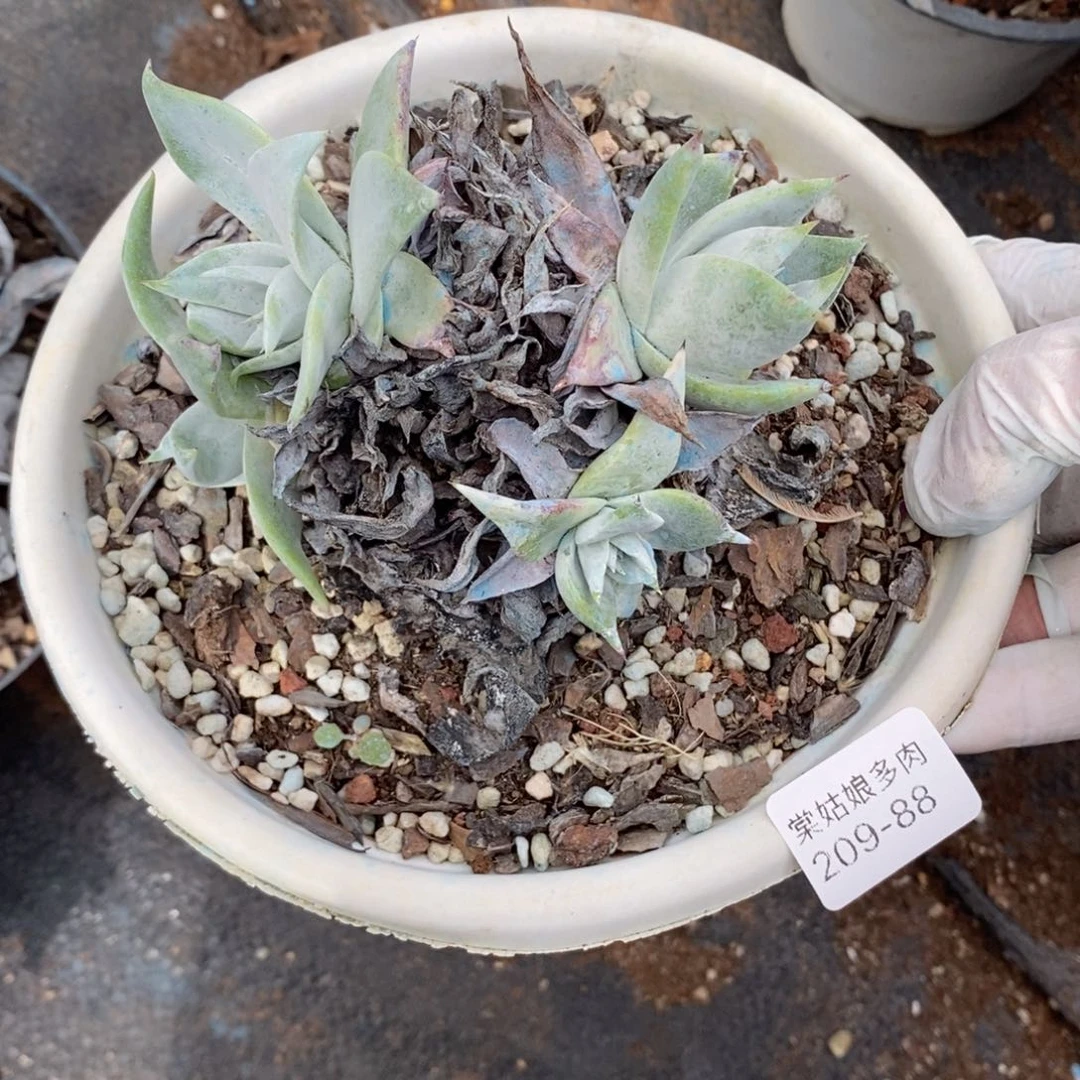 88号苹果叶小可爱