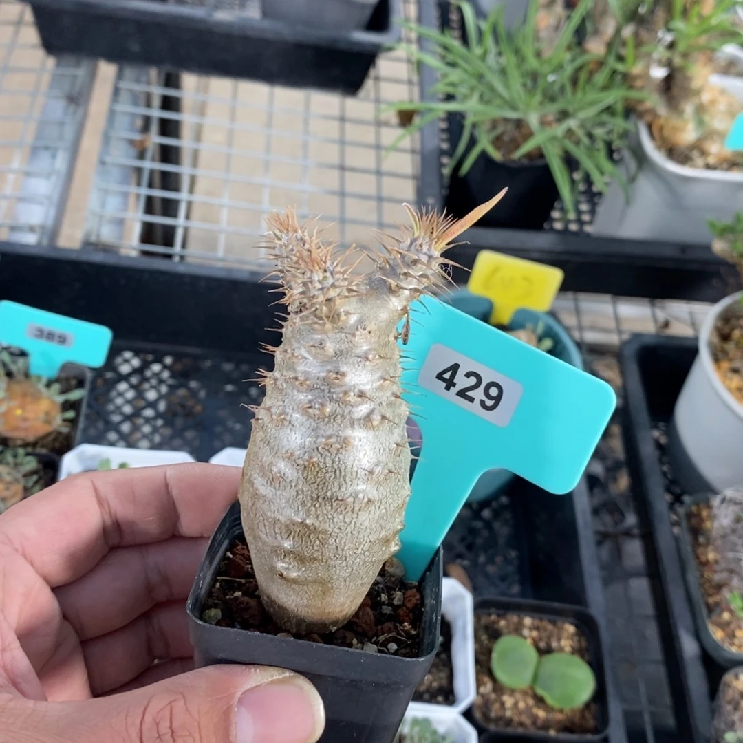 枫***景象牙宫多肉植物一个多肉