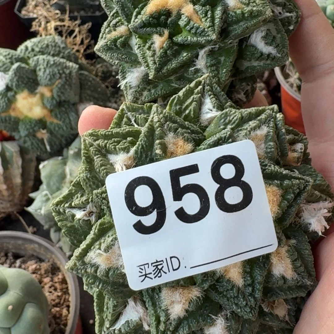 【闪购商品】K*C两颗辛顿958