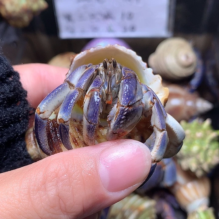 2.3口径奔跑的寄居蟹38