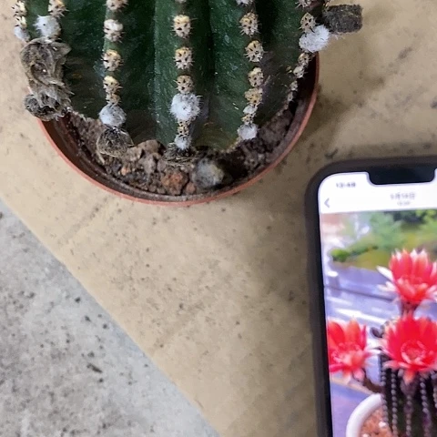 红金刚，高6-10公分左右