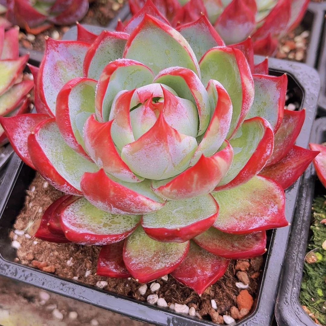 惊鸿11公分999999999