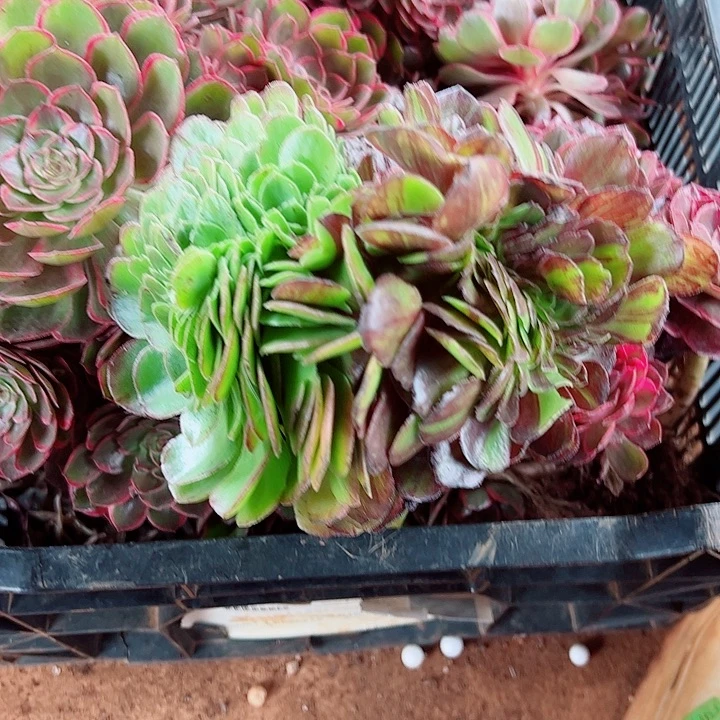 花月夜缀没根多肉植物