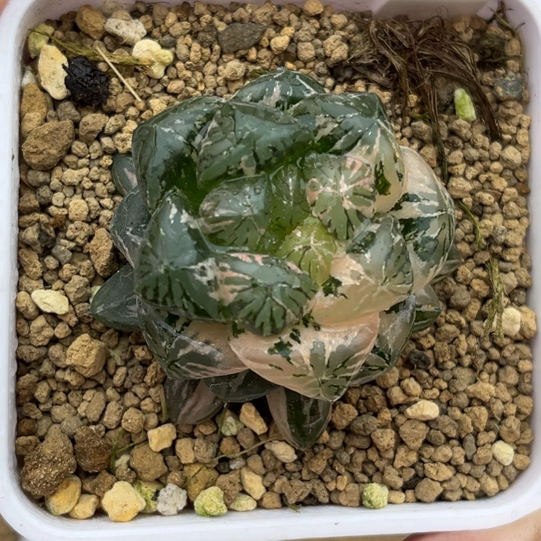 98大窗塑料皮玉露锦福利专场