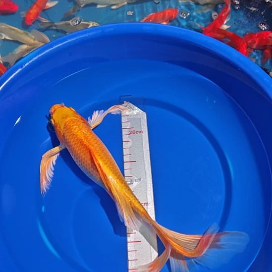 中国大陆冷水观赏鱼蝴蝶鲤