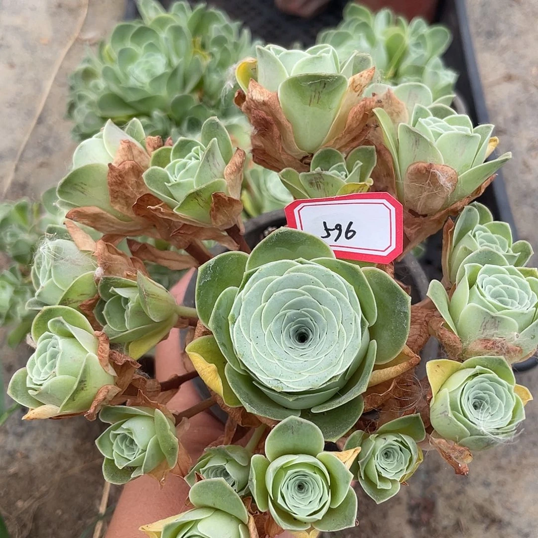 山地玫瑰多肉不售后 596