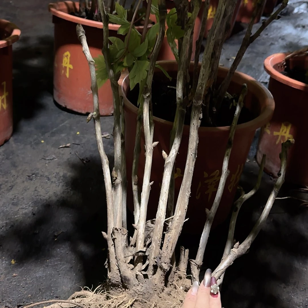 完全开放1111111111