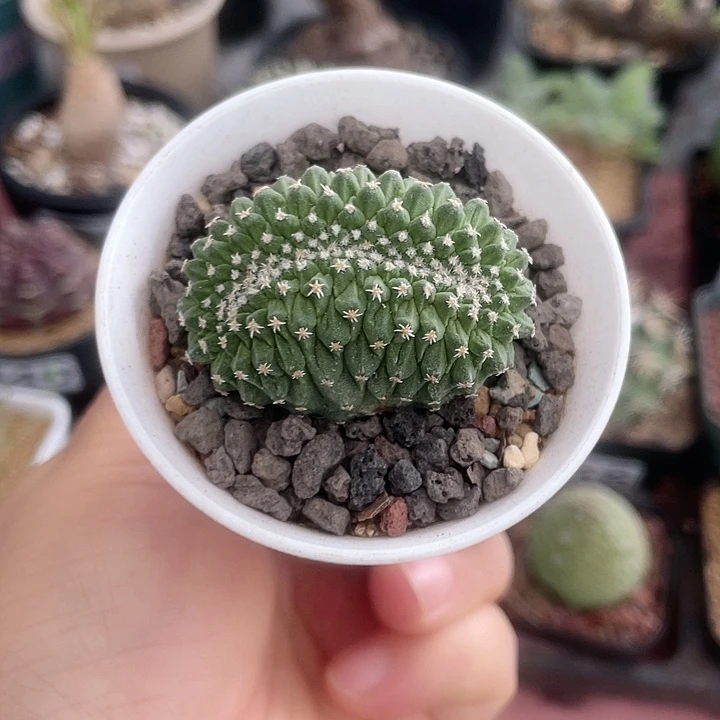 066实生菊水缀化，