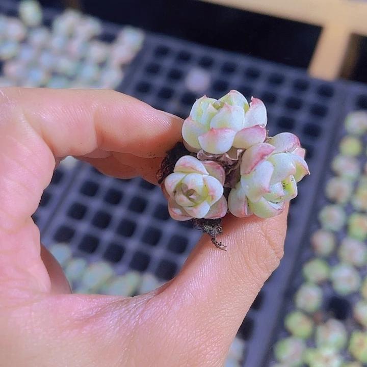 精品玫瑰仙子多肉植物