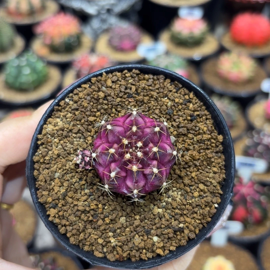 3.1cm普卡妈妈家 侧芽