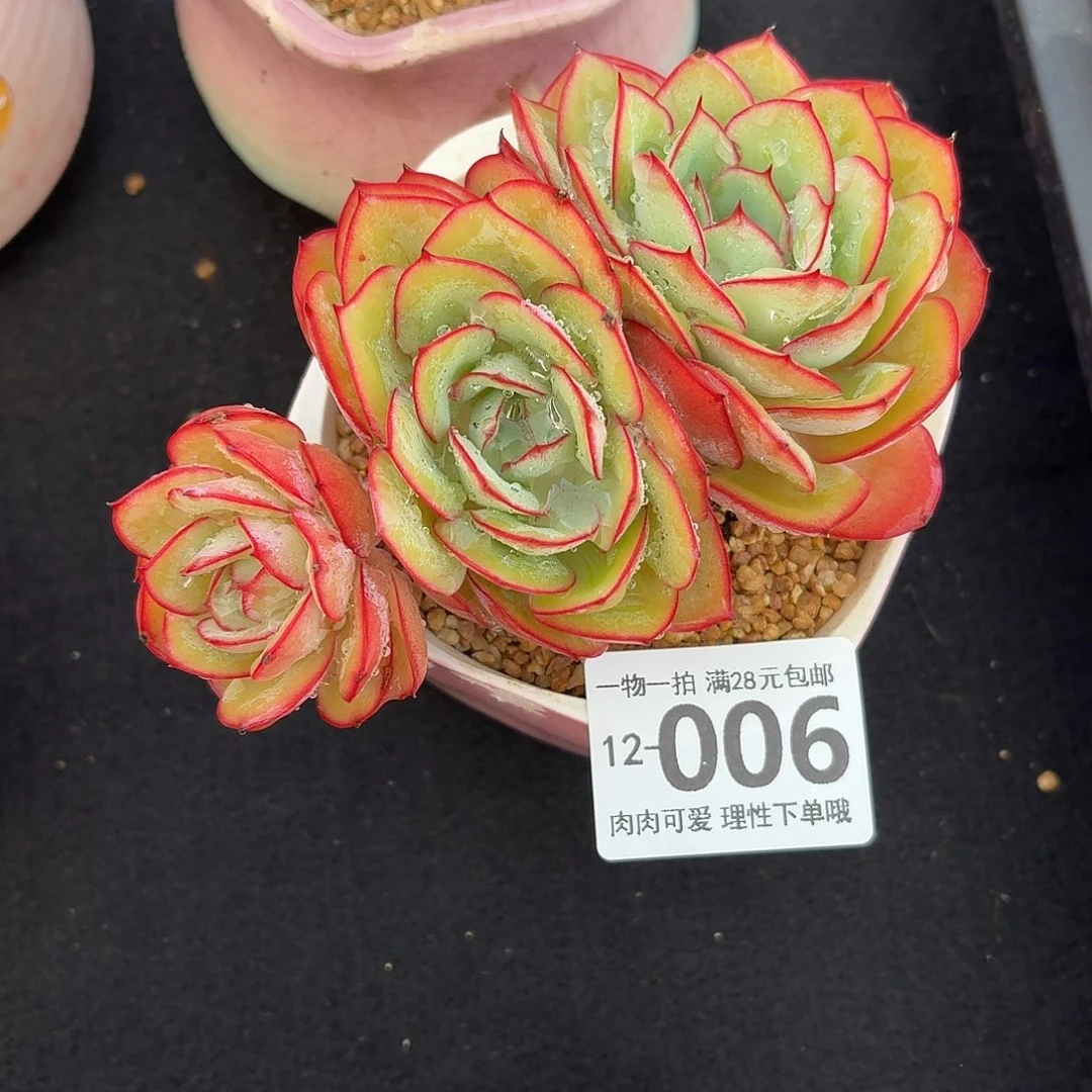 牡丹亭多肉无盆土发货无盆土发货无