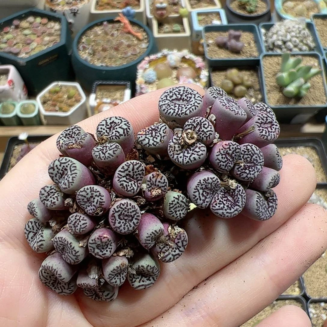 【闪购商品】280 超墨