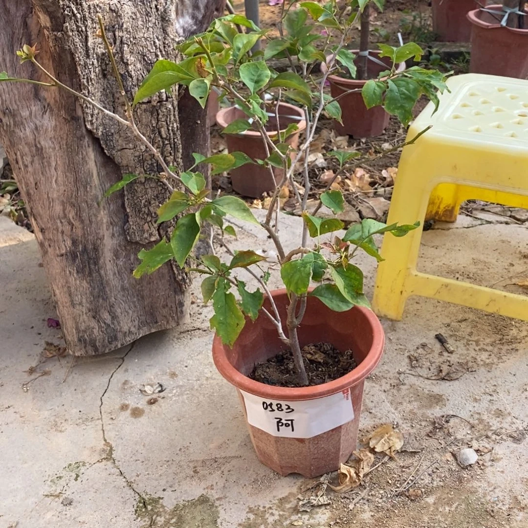 无花朵运输过程中掉花掉叶属于正常现象介意慎拍