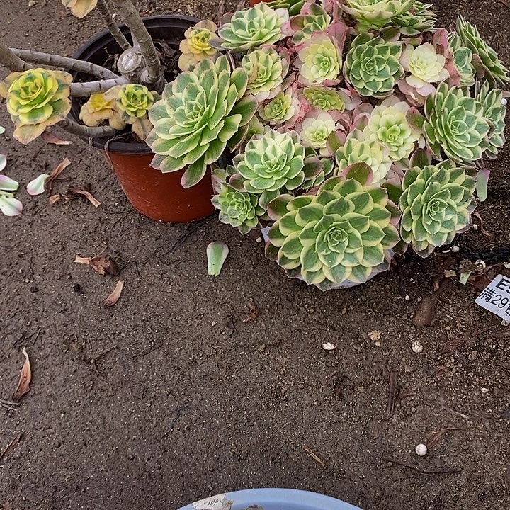 ****煜多肉套餐331。332多肉植物