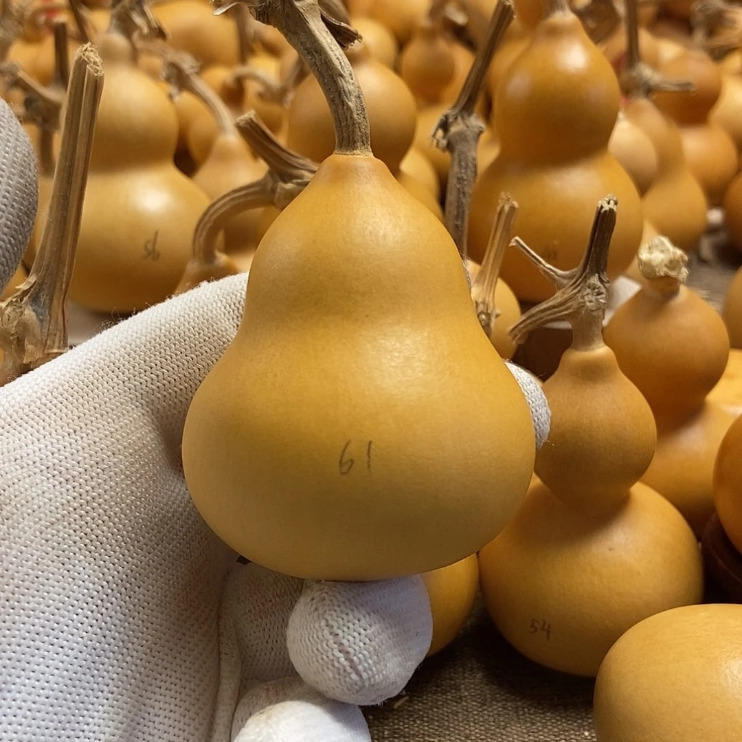 文玩葫芦 完美主义者 慎拍61