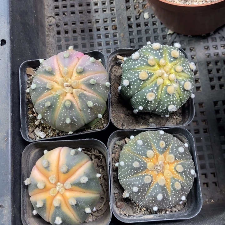 西瓜兜4颗缺水特价