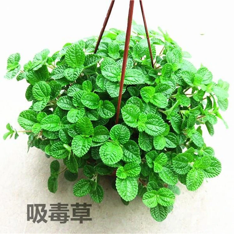 吸毒草盆栽室内吊兰客厅净化空气吸甲醛常青植物新房去味绿植花卉