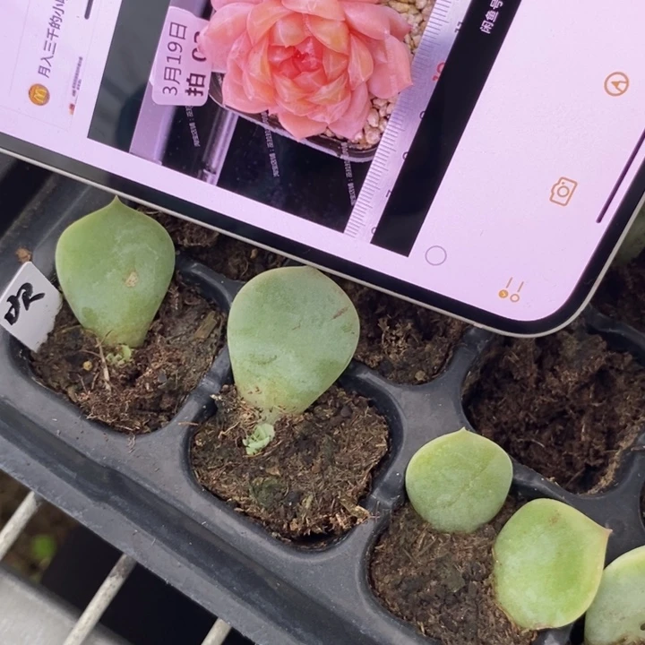 吹雪芽苗一个多肉