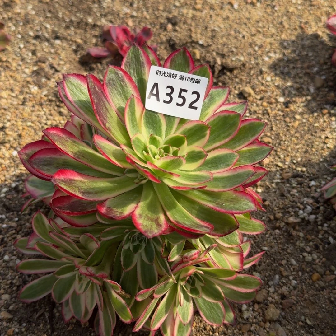 352荔枝多肉植物