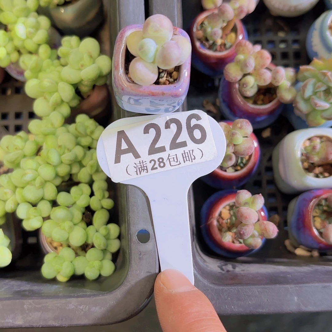 A226奶酪带盆一物一拍