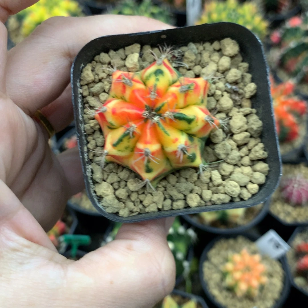 仙人球米哈牡丹锦