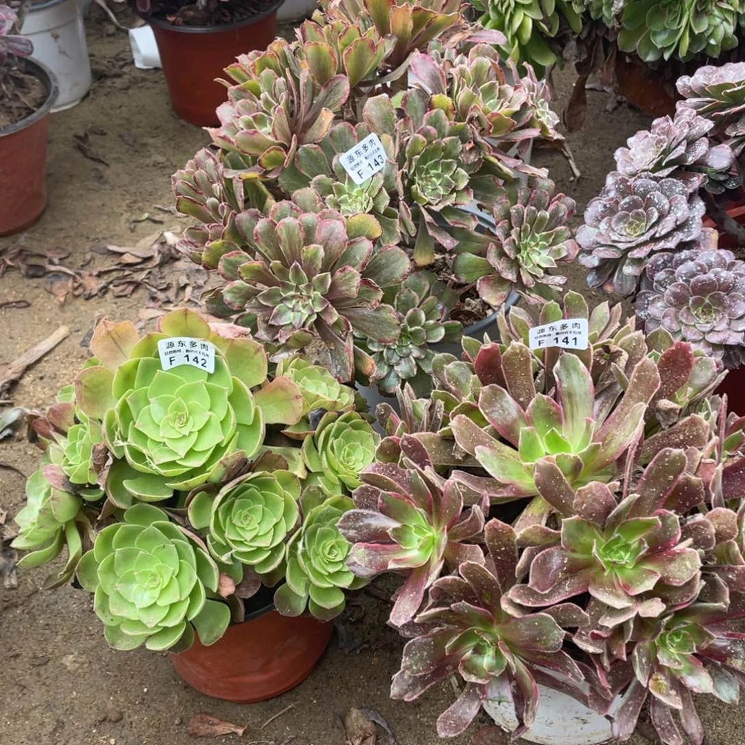 141-142-143三颗多肉法师断枝不包